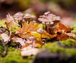 FriedWald Wildenburger Land Bild 10