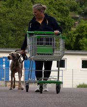 Hundezentrum Saarburg Bild 2