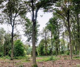 FriedWald Gronenburg Bild 9