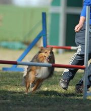 Pfötchen - Tierphysio Bild 2