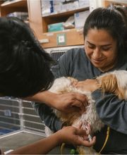 Santa Monica Pet Medical Center image 10