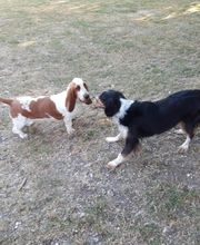 Cani Services image 2