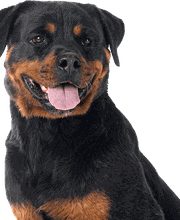 Nutricione-barf-perro.png