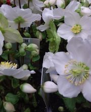 Blumen Petermann Bild 6