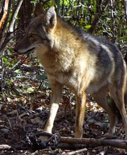 Varment Guard Wildlife Services image 4