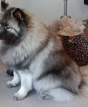 Toiletteur Zencani'cat image 15