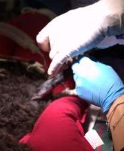 Westside Family Pet Clinic image 2