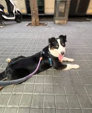 Adiestra2 / Adiestrador Canino en Barcelona y alrededores imagen 10