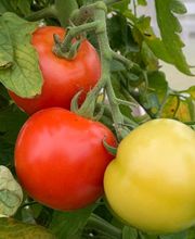 Gärtnerei Ludwig Leinauer Bild 7