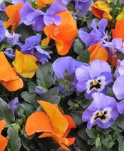 Prévet Paysages image 5