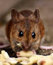 HOOD hygiène pro image 11