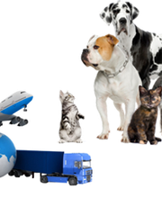 Multi-Douane Services Sàrl - Agence en douane pour particulier et entreprises - Genève Suisse Bild 4