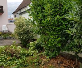 Schäfer Haus- und Gartenservice Bild 3