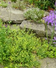 Borner Gartengestaltung GmbH Bild 4