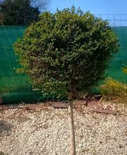 Laffitte jean-denys image 10