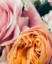 La Tulipe Noire image 2