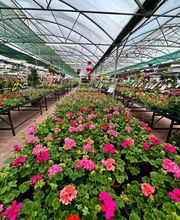 Pépinières Bourquin image 16