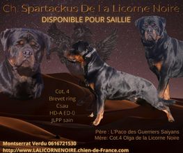 La Licorne Noire image 7