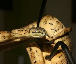 Morelias JM image 6