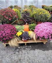 Nicole's Greenhouse & Florist image 1