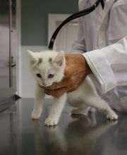 Borash Veterinary Clinic image 5