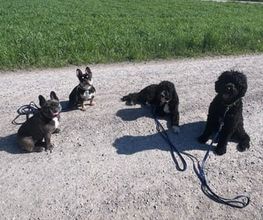 Focus Dogs Hundeschule KlG Bild 6