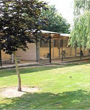 Felidog Sarl image 11