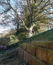 Entreprise Kennel image 4