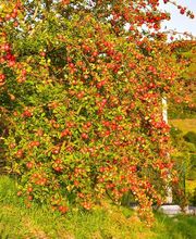 Sidra Riestra imagen 5