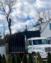 Greater Boston Tree Service image 2