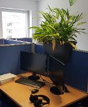 Arbeitsplätze mit blauen Trennwänden, 2 Bildschirmen, Tastatur, Maus und Headset. Schöne, grüne Zimmerpflanze auf den Trennwänden.