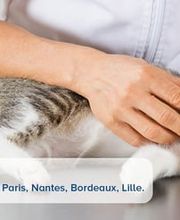 VetoAdom Sarl Bild 12