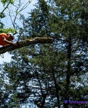 R.Evan Elagage Abattage image 2