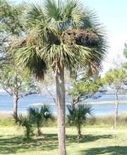 Florida Showcase Realty, LLC image 14