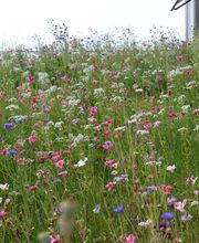 Parisini AG - Ihr Gartenbauer im Aargau Bild 7