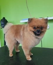 Artist'O Chien image 19