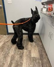 Southern Paws Animal Hospital image 14