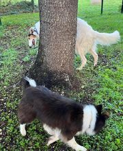 Animal's Cottage image 7