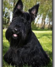 Au Caprice Du Chien image 7