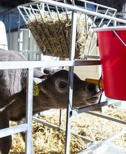 Hof Brase Spargel - Bio-Eier - Milchviehhaltung Bild 2