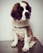 Arca Veterinaria imagen 17