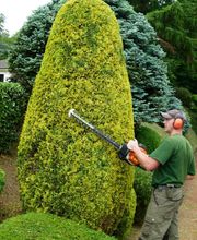 Baumpflege Oliver Schäfer Bild 4