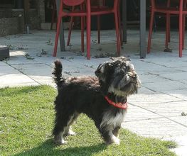 MODEL S CANIN image 3