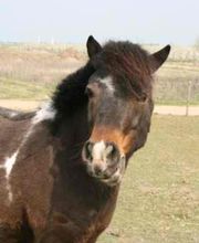 Poney Club Des Cinq Arpents image 17