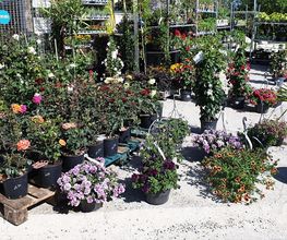 ID Jardin image 1