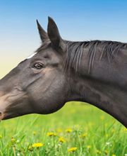 Freudiger Lohnunternehmen Bild 1