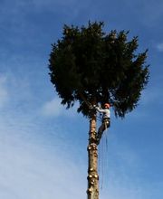 baumfaellung-video-03.jpg