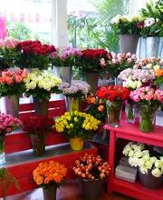 Jardinerie Delbard Le Puy en Velay image 2