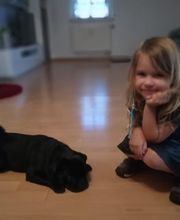 Dog's red line Bild 2