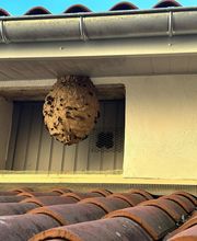 Dérat Guêpe 26 image 9